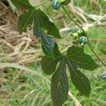 Diplocyclos palmatus Leaf