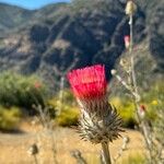 Cirsium occidentale Cvet