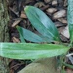 Epipremnum amplissimum Hoja