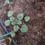 Phacelia campanularia Hoja
