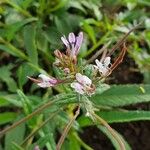 Sieruela monophylla Λουλούδι