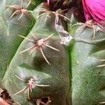 Gymnocalycium baldianum Bark