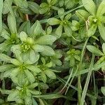 Galium mollugo Leaf