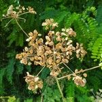 Heracleum sphondylium果實