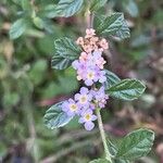 Lippia micromera Flower