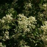 Photinia arbutifolia পাতা