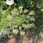 Daucus muricatus फूल