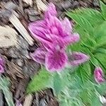 Salvia viridis Blomma