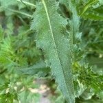 Carduus crispus List