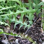 Taraxacum erythrospermum 叶