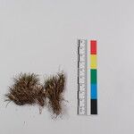 Carex parvula Прочее