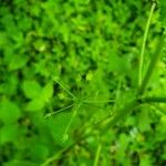 Spananthe paniculata 花