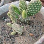 Opuntia microdasys Liść