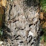 Pinus banksiana Bark