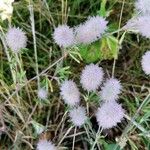 Trifolium arvenseFlower