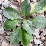 Taraxacum obovatum Blad