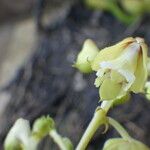 Polystachya odorata Flower