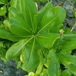 Scaevola plumieri Leaf