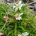 Werneria caespitosa Flower