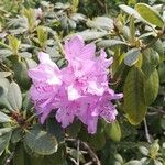 Rhododendron ponticum Květ