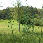 Camelina microcarpa Fruit