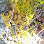 Calytrix tetragona Hostoa