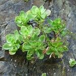 Aeonium glutinosum Blatt