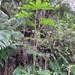 Schefflera digitata Hábito