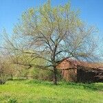 Ulmus davidiana Habitat