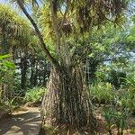 Pandanus tectoriusKoor