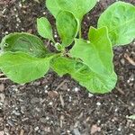 Solanum melongena পাতা