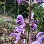 Salvia pratensisFlower