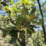 Quercus pubescens पत्ता