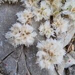 Paronychia capitata Flower