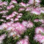 Calliandra selloi Blüte