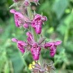 Stachys sylvatica Λουλούδι