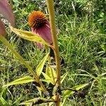 Echinacea angustifolia 樹皮