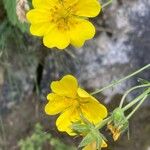 Potentilla grandiflora Flower