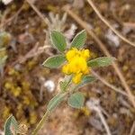 Medicago minimaപുഷ്പം