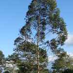 Eucalyptus robusta Folha