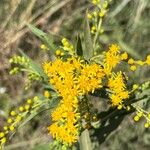 Solidago chilensis ফুল