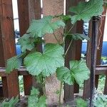 Althaea hirsuta Folha