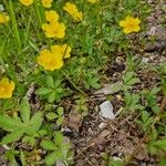 Potentilla reptans Blodyn