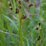 Luzula multiflora Flower