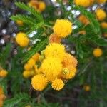 Vachellia farnesiana 花