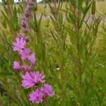 Lythrum virgatumFloare