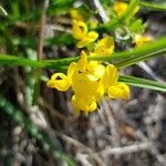 Genista pilosa Kvet