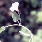 Convolvulus betonicifolius Leaf