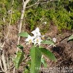 Solanum paniculatum Flor