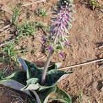 Ledebouria revoluta Хабит